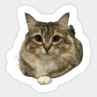 Luna the CatLoaf Sticker